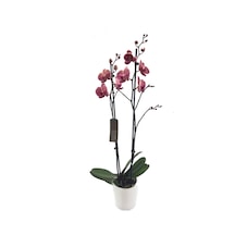 Çift Dal Mor Orkide - Phalaenopsis
