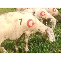 1 Adet Küçükbaş Soğuk Damga Numaratörü 8 Cm + Ayyıldız Hediye
