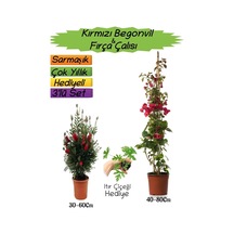 Kırmızı Renk Begonvil+kırmızı Fırça Çalısı+ıtır Çiçeği 3'lü Peyzaj Seti