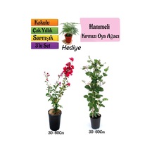 Kırmızı Oya Ağacı+kokulu Hanımeli Çiçeği+tül Kuşkonmaz Hediyeli 3'lü Peyzaj Seti
