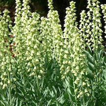 Fritillaria İvory Bells Beyaz Renkli Ters Lale Soğanı 1 Adet