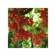 Kırmızı Frenk Üzümü Fidanı Fidesi 10-20 Cm