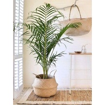 Areka Salon Palmiyesi Salon Palmiyesi 80-120 Cm Areca Palm Salon Ofis Bitkisi