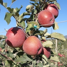 Tüplü Aşılı Yarıbodur Bol Sulu Fuji Kiku Elma Fidanı
