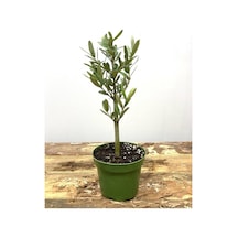 Hediyelik Bonsai Zeytini 25-30 Cm