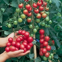 Doğal Ata Tohumu Çeri Salkım Domates Tohumu 20 Tohum