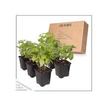 Saksılı Nane Lavanta Fidanı Ikili Set 10-20 Cm
