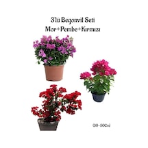 Mor Begonvil+pembe Begonvil+kırmızı Begonvil 3'lü Bahçe Peyzaj Seti
