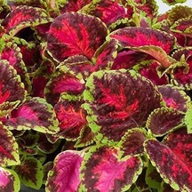 Leaf Beauty Kolyos Flower Yaprak Güzeli Kolyos Çiçeği 3 Adet