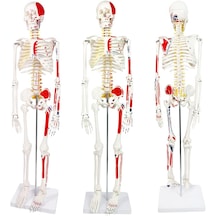 İnsan İskeleti Modeli Sinir Ve Kas Detaylı Numaralandırılmış, 85 Cm - İskelet Maketi 01