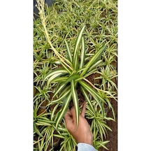 Yeşil Kurdele Çiçeği Chlorophytum Comosum İç Mekan Çiçeği 20-30cm