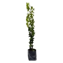 Laurus Nobilis Defne Fidanı 20-30 Cm