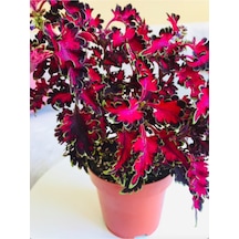 Coleus / Cam Güzeli / Yaprak Güzeli