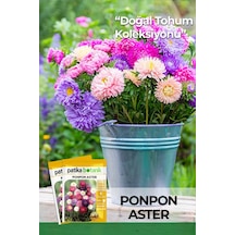 30 Adet Ponpon Aster Çiçek Tohumu