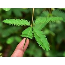 10 Adet Tohum Nadir Küstüm Çiçeği Tohumu Dokununca Saksı Toprak
