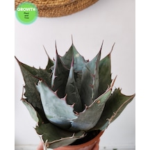 Agave Parryi Turancata 1 Adet