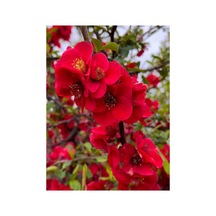 Kırmızı Bahar Dalı 40 60 Cm 1 Adet Saksılı Çiçekli Dış Mekan Bitkisi Chaenomeles Japonica