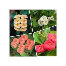 4'lü Dikenler Tacı Çiçeği Sarı-kırmızı-pembe-beyaz 10-15 Cm Tüplü Çiçekli Euphorbia Milii Diğer