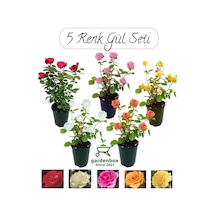 Bahçe Gülü Seti 5 Adet Kokulu Yediveren Gül Kırmızı+pembe+sarı+beyaz+turuncu 30-50cm