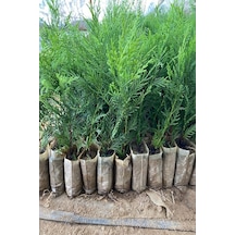 Serada Decor Plant 40 Adet Küçük Torbada Leylandi Fidanı Çit Çamı 15-25cm Soğuğa Dayanıklıdır.