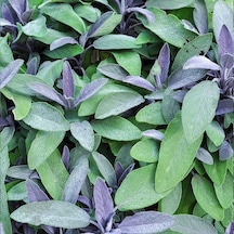 Saksıda Salvia Officinalis Purpurmantel Mor Adaçayı Fidanı