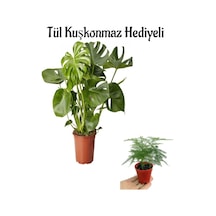 Hediyelik Parlak Geniş Yapraklı Deve Tabanı Bitkisi Tül Kuşkonmaz