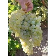 Kazova Üzüm Fidanı 40 Cm 60 Cm Bol Verimli