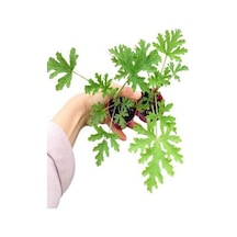 Mini Itır Bitkisi Mis Kokulu 5-10 Cm 1 Adet Saksılı