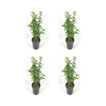 Videolu Melisa Kolanya 40 60 Cm 4 Adet Saksılı Çiçekli Iç/ Dış Mekan Bitkisi Melissa Officinalis