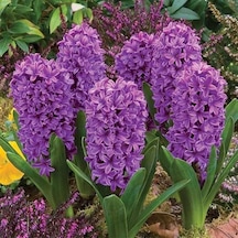 Purple Star Odot Fortis Sümbül Soğanı 3 Adet
