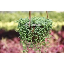 Videolu Askılı Tesbih Çiçeği Fidanı 15-25 Cm Saksılı Çiçekli Bodur Bitkiler Senecio Rowleysanus