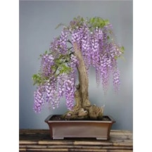 5 Adet Purple Rain Wisteria Living Room Bonsai Tohumu