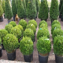 Saksılı Şimşir Fidesi Fidanı 5 Adet 20-30 Cm Buxus Sempervirens