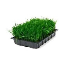 500 Adet Tohum Buğday Çimi Tohum Saksı Toprak Bon