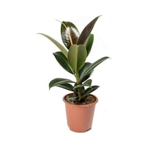 Nura Botanik Ficus Elastica Kauçuk Bitkisi