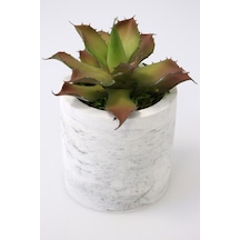 Yapay Çiçek Deposu Beton Saksıda Islak Büyük Succulent Echeveria Setosa Kahve-yeşil