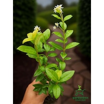 Kokulu Arap Yasemini Sarmaşığı Fidanı Rhyncospermum Jasminoides 20-30 Cm