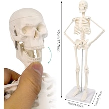 İnsan İskelet Modeli 45 Cm İnsan İskelet Maketi 01