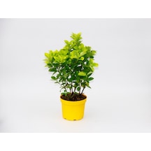 Sarı Saksıda Gold Taflan Euonymus 2 Adet