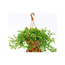 Makrome Saksılı Buz Çiçeği Yayılı Yer Örtücü Çiçek 20-30cm
