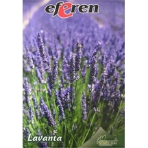 Lavanta Çiçeği Tohumu 1 Paket - 4 Saksı+torf Hediye