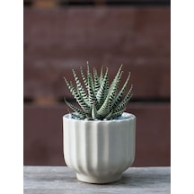 Serada Decor Plant Haworthia Zebrina Yılanderisi Sukulent Bitki