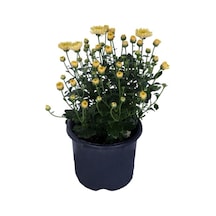 Kasımpatı Chrysanthemum Sarı Renk 10-20 Cm