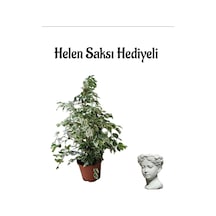 Kadınlar Gününe Özel Alacalı Benjamin Bitkisi Helen Saksı Hediyeli Bitki