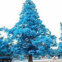 20 Adet Tohum Organik Yeni Mahsül Nadir Mavi Ladin Ağacı Ağaç Toh