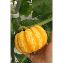 Nadir Mini Bal Kabağı Tohumu / 5 Adet Tohum