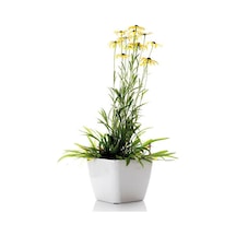 Videolu Europs Papatyası Sarı Papatya 5,5 10 Cm 1 Adet Tüplü/saksılı Papatya Yellow Daisy