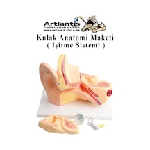 Kulak Anatomisi Modeli 1 Adet İnsan İşitme Sistemi Ses Anatomik Modeli Deney Bilim Tıbbi Model Kulak Maketi Masaüstü