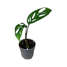 Monstera Adansonii 'laniata' Deve Tabanı