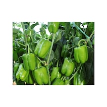 Aksel Biber Dik Dolma Tohumu - 10 Gr